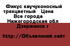 Фикус каучуконосный трехцветный › Цена ­ 500 - Все города  »    . Нижегородская обл.,Дзержинск г.